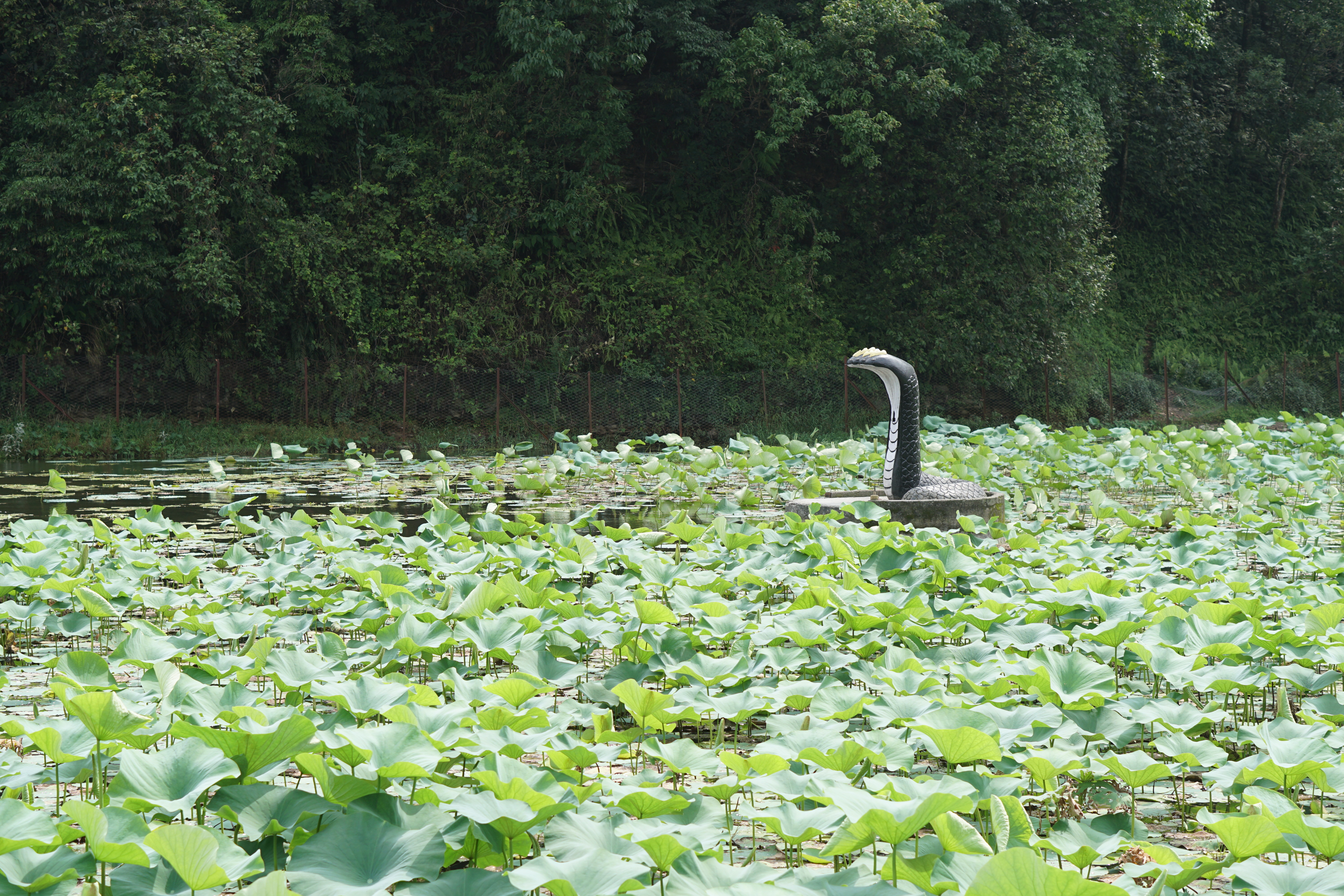 kamalpokhari.JPG